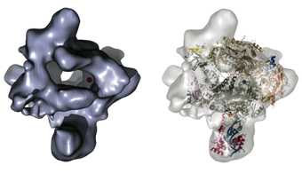 transcription ADN en ARN
