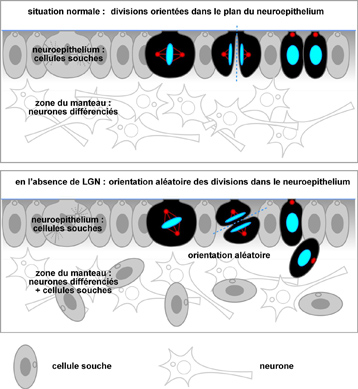 M&eacute;canisme de division cellulaire en pr&eacute;sence et en l'absence de LGN