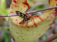 PlantesCarnivores2