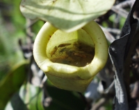 PlantesCarnivores3