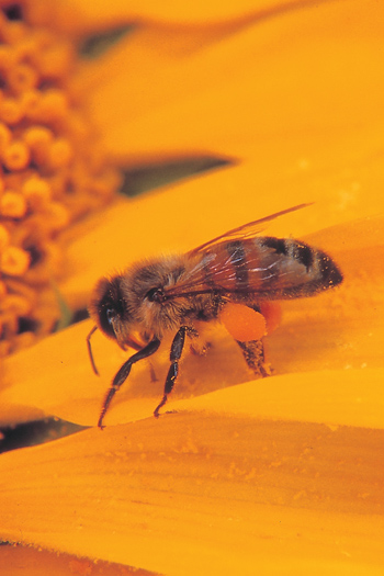 abeille