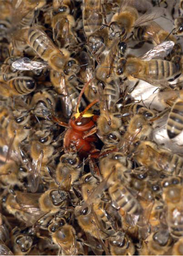 Abeilles tueuses