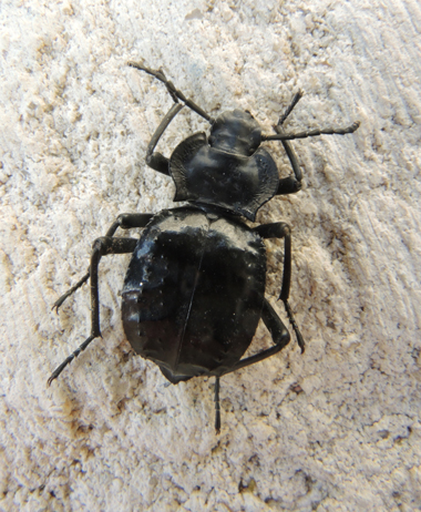 insecte