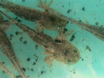 Nanotubes: amphibiens