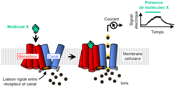 Biocapteurs 1
