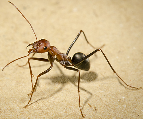 Image fourmis