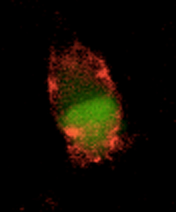cellule fibres