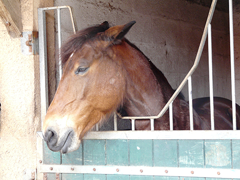 cheval stress chronique