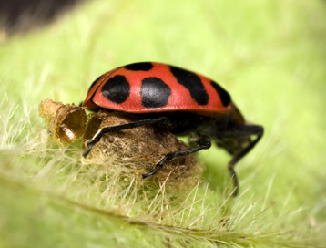 Bug 3