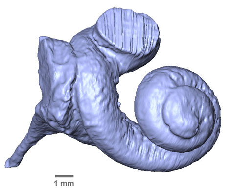 Cochlée
