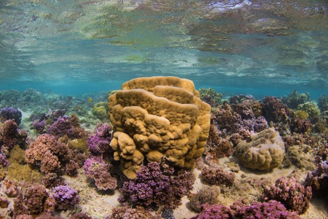 tara-corail1