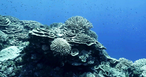 tara-corail2