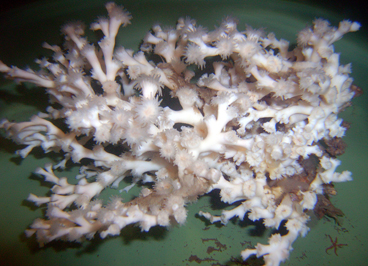 corail profond