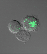 virus de la dengue 1