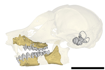 CraneLemuriens