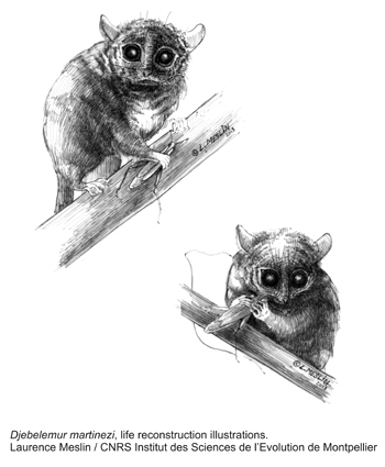 lemuriens dessins