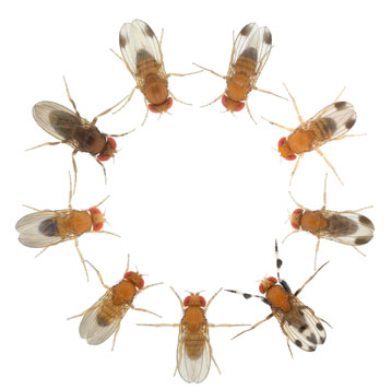 Drosophile1