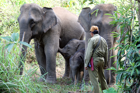 Assurer la survie des éléphants au Laos, une question d'économie