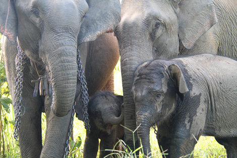 Assurer la survie des éléphants au Laos, une question d'économie