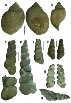 Gasteropodes1