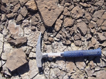 Gasteropodes2