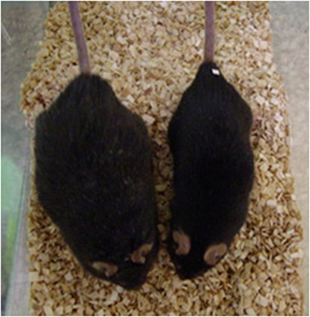 Quatrième génération de souris rendues obèses par un régime