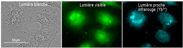 Fluorescence1