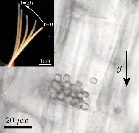 Germe de blé et statolithes