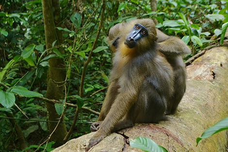 Image Mandrills