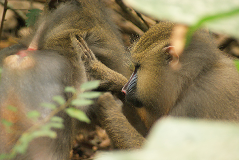 Image Mandrills 2