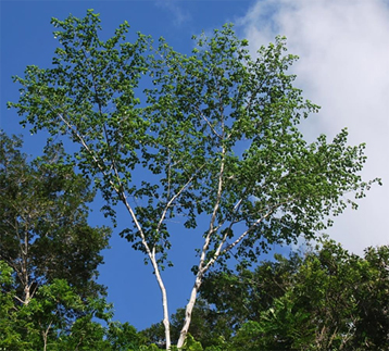 Image2