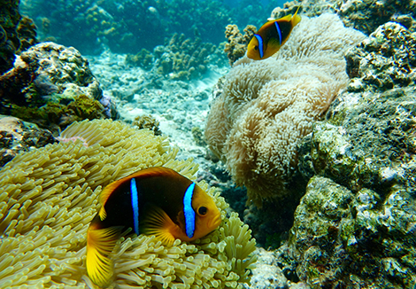 recif Moorea