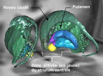 Représentation 3D du système motivationnel (striatum ventral) activé lors d'un effort physique ou mental.