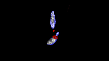apicomplejo
