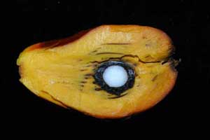 Abra fruto de la palma.