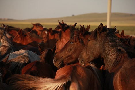 Chevaux domestiques kazakhs modernes