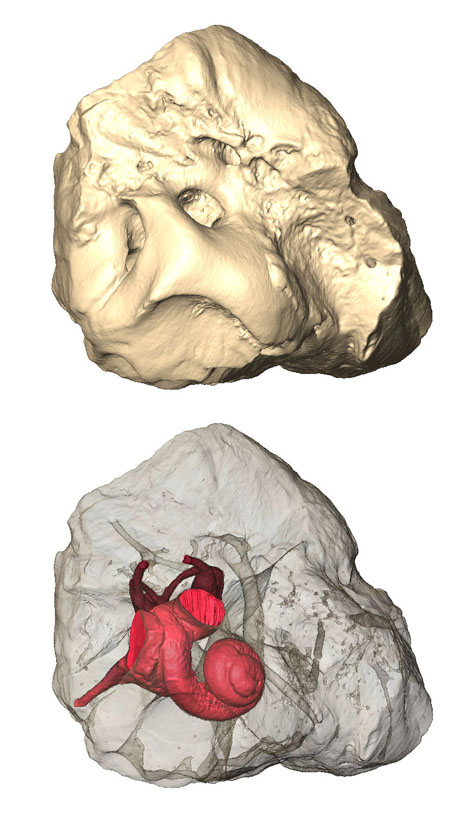 reconstitution 3D
