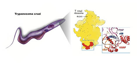 Image trypanosome