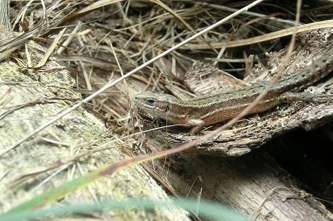 Lézard