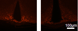Luquet - neurones AgRP