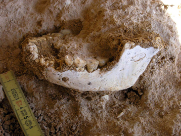 Mandibule 1