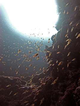 Poissons