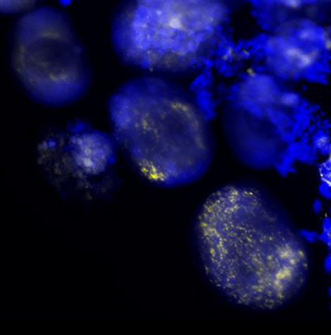Microscopie