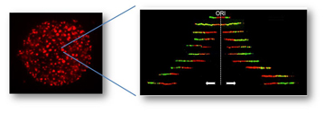 microscopie_origines