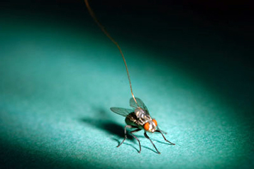 Mouche en laisse