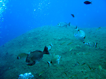 peces de imagen