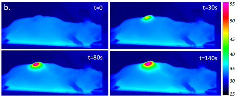 sourisnanohyperthermie