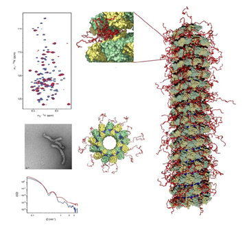 Virus del sarampión
