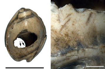 Fig1 Parure