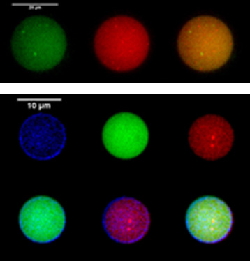 Photo_Capsules3